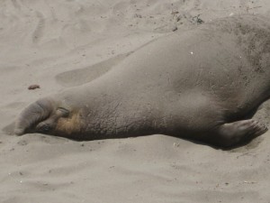 Elephant Seal near Cambria