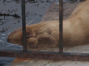 Sea Lion on a pier in Monterrey