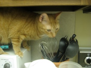 Sookie trying to help in the kitchen